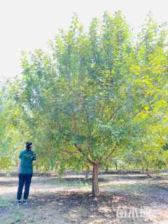 18公分道格海棠