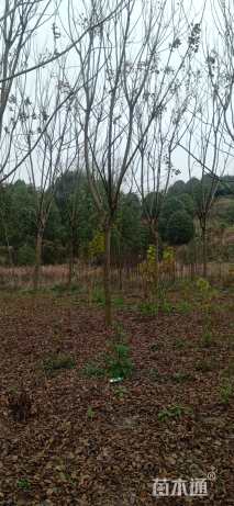 20公分黄山栾树