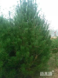 高度350厘米白皮松