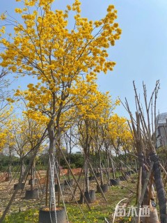 15公分黄花风铃木