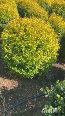 冠幅130厘米亮晶女贞球