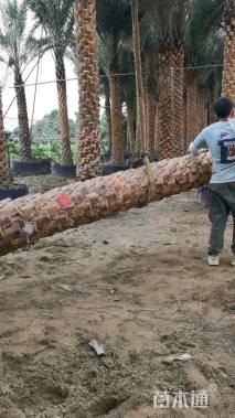 裸干高5厘米银海枣