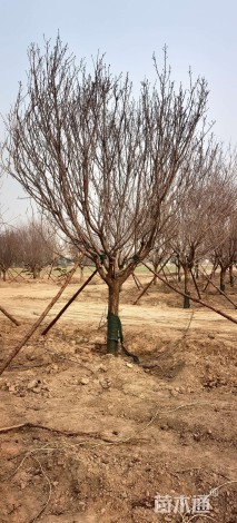 18公分日本晚樱