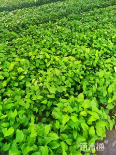 主蔓长20厘米绿萝