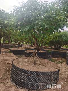 高度2100厘米牡丹