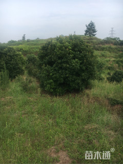 冠幅350厘米杨梅球