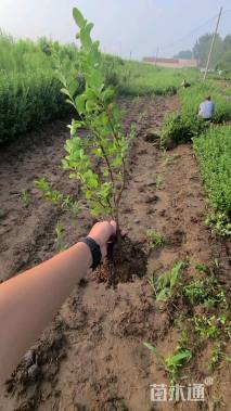 高度40厘米胶东卫矛