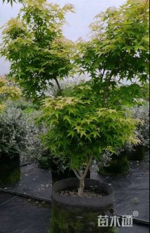 高度150厘米金陵黄枫