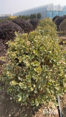 冠幅150厘米金边黄杨球