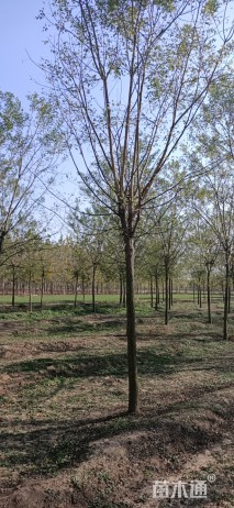 12公分国槐