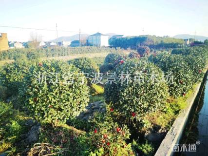 冠幅80厘米茶梅球