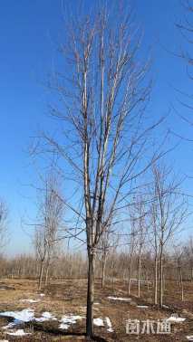 22公分美国红枫