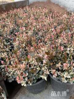 15厘米花叶络石