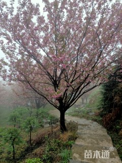 17公分日本晚樱