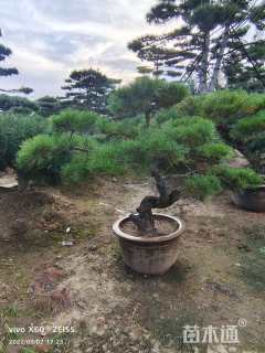 高度120厘米黑松