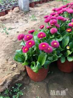 高度30厘米雏菊