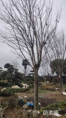 高度1000厘米丛生元宝枫