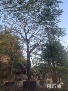 40公分凤凰木骨架