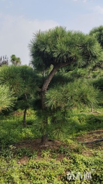 15公分造型黑松