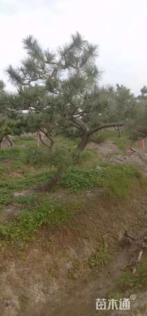 高度300厘米黑松