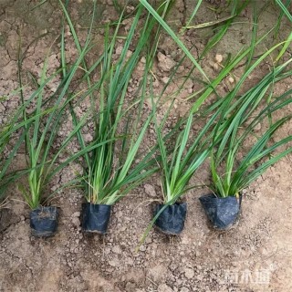 高度45厘米崂峪苔草