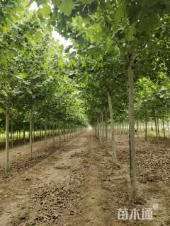 14公分速生法桐