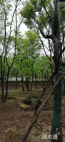 40公分丛生朴树