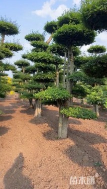 30公分对节白蜡