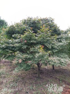 12公分中国红枫