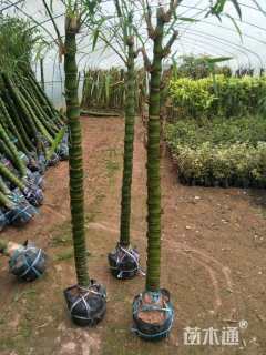 地栽苗佛肚竹