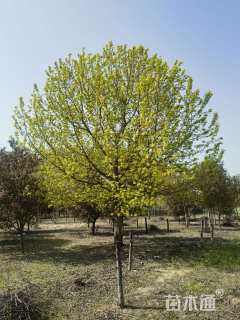 35公分金叶复叶槭