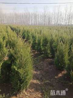 高度80厘米蜀桧