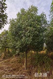 12公分红叶石楠