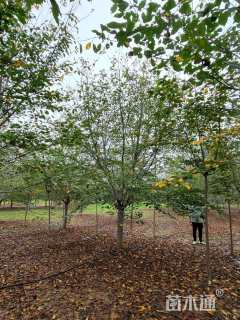 18公分染井吉野樱