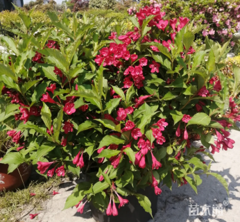 高度35厘米红王子锦带