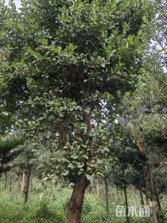 高度4000厘米珊瑚树