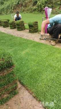 草卷状马尼拉草