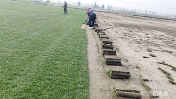 草卷状马尼拉草