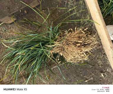 高度40厘米中叶麦冬