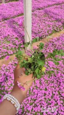 高度12厘米红花酢浆草