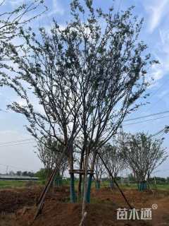 70公分(5杆)丛生朴树