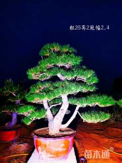 高度150厘米黑松