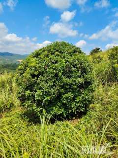 冠幅250厘米杨梅球