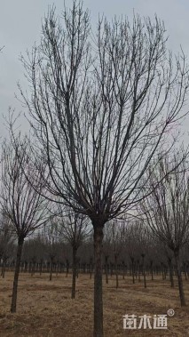 25公分秋紫白蜡