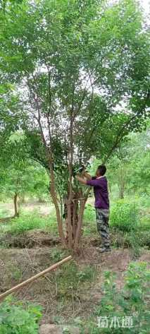 50公分(10杆)丛生乌桕