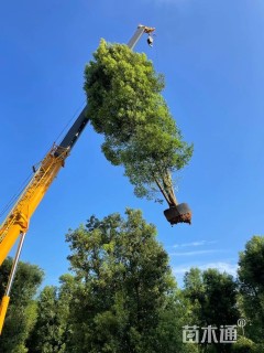 50公分丛生香樟