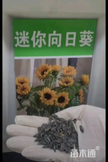 迷你向日葵种子向日葵种子