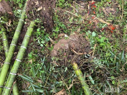 地栽苗雷竹
