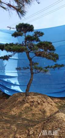 高度600厘米油松