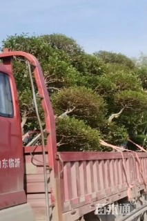 30公分造型小叶女贞